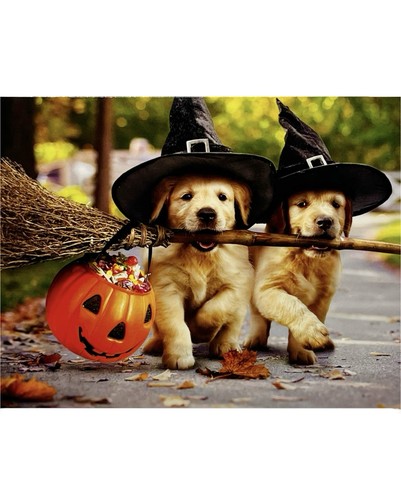Halloween Karte, süße Welpen Hexenkostüme, lustige Hund Avanti Grußkarte NEU - Bild 2 von 8