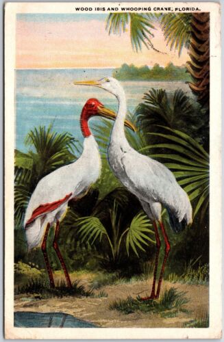 1923 Iris en bois et grue blanche attraction oiseaux blancs Floride carte postale postée - Photo 1 sur 2