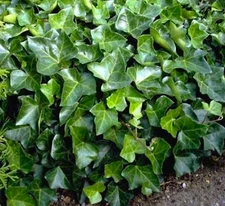 10 ROOTED 6"-12" English Ivy (Hedera Helix) Plants Ready to plant ~ Easy to grow