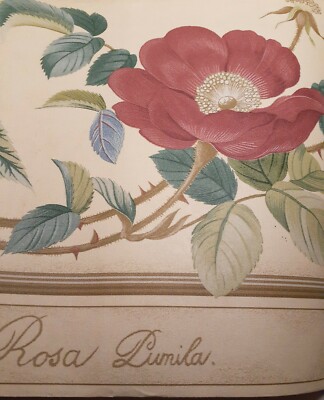 Rosa Indica Wallpaper Border 5 Rolls  Prepasted Vinyl Roses Flowers B5342 
