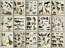Botanical Zoological vintage 1815 Poster Cat Tiger coral bird fish sea dog print