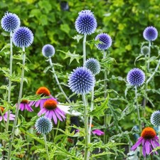 Echinops Ritro Bare Root - Light Blue Globe Thistle Pollinator Friendly Shrubs