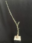 Sesamothamnus Lugardi Caudex Caudiciform Bonsai Succulent — photo 3