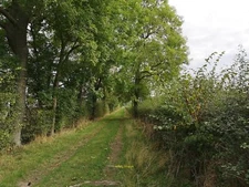 Photo 6x4 Ash Trees near Castle Farm A line of ash trees on a lane betwee c2021