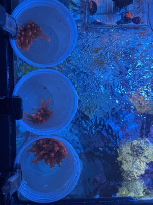3 Rainbow Bubble Tip Anemone * RBTA * Live Coral* WYSIWYG 
