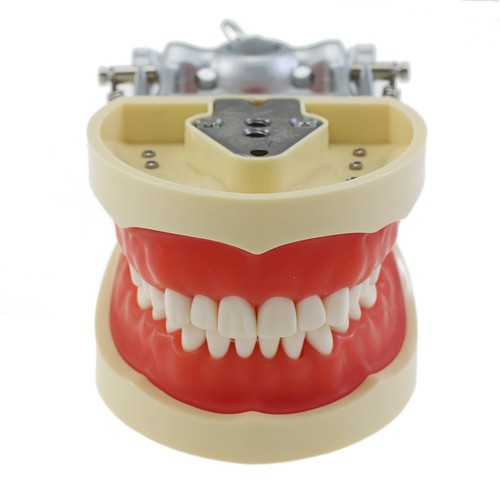 Kilgore Nissin 200 Type Dental Typodont Model 28 32PCS Teeth Removable Screw-in - Picture 53 of 77