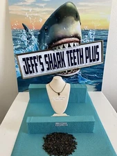 SHARK TOOTH NECKLACE 7/8 Inch Lemon Shark Tooth & Bonus From Venice Fl