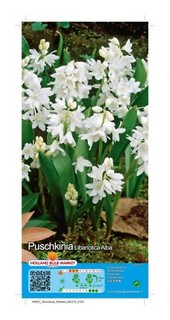 @ (◕‿◕)\@ Puschkinia libanotica alba Puschkinie / Weiße Kegelblume