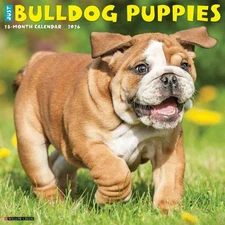 Bulldog Puppies 2026 12" x 12" Wall Calendar (free shipping)