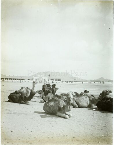 Maghreb Marokko Algerien Tunesien Kamele, Foto Stereo Platte Gläser VR4L3n10 - Picture 1 of 2
