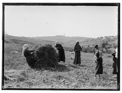 Arab women, agric, i,e, agriculture 1920s Old Photo