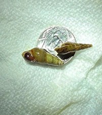 Malaysian trumpet snails