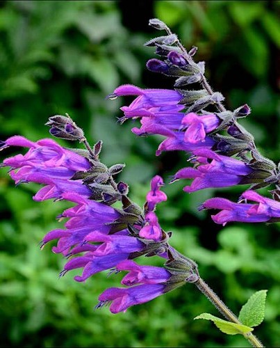 PERENNIAL SALVIA PLUG PLANTS PICK + MIX PAY ONLY ONE POSTAGE COST MIXED FLOWERS - Picture 28 of 88