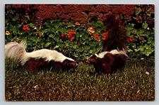 Skunks Satire Humor Comedy Postcard