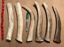 JUMBO Elk Antlers 10" - 12" Long FRESH Dog Long Lasting Chews USA Fresh 1 WHOLE