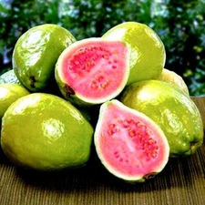 20 Lemon Apple Pink Guava Tree Fruit Seeds ‘Ruby Supreme’ Plant Psidium guajava