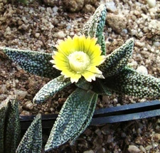 Nananthus Margaritiferus living stone cacti mesembs rock ice plant seed 50 SEEDS