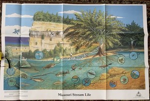 Vintage Missouri Department Of Conservation Poster, Missouri Stream Life