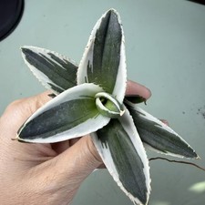 Vendita Raro Cactus Agave titanota Nuovo Hybird n.051 Marginata Aurea WYSIWYG Giardino