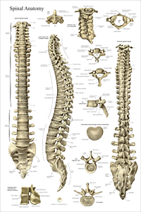 Back Bones Anatomy Chart