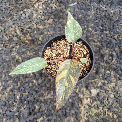 Philodendron Orange Princess Variegated Ornamental Plant