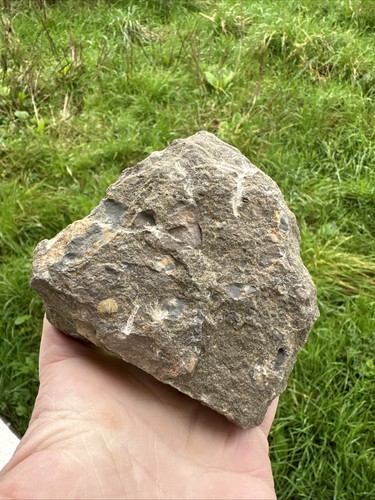 Seestern Marokko Seestern (Petraster?) und ein Edrioasteroid - Bild 9 von 12