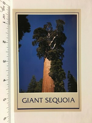 Postcard CA California Sierra Nevada Mountains Giant Sequoia Tree Compolongo