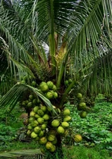 COCONUTS SEEDS Organic Two Dwarf Coconut seed sprouted
