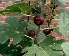 Chicago Hardy Fig - 5 Cuttings - PLUS WILLOW WATER FOR ROOTING!!