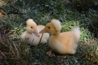 Crested Peking Duck Hatching Eggs, 12 eggs, From All Organic Farm