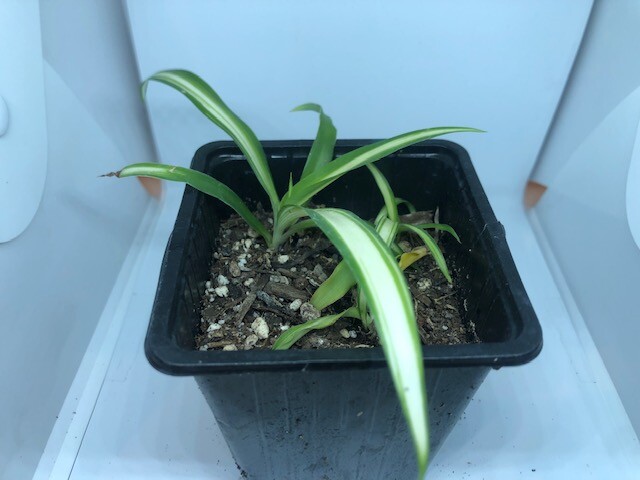 Picture 11 of 12