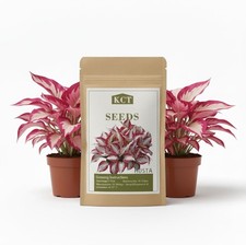 100 Hosta Seeds for Planting Outdoors, Rare Perennial Flower Seeds, Shade Lovin