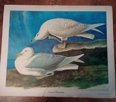 Island Möwe Vogel Druck Vintage 43x35,5cm Larus Glaucoides NY Historical Soc Audubon