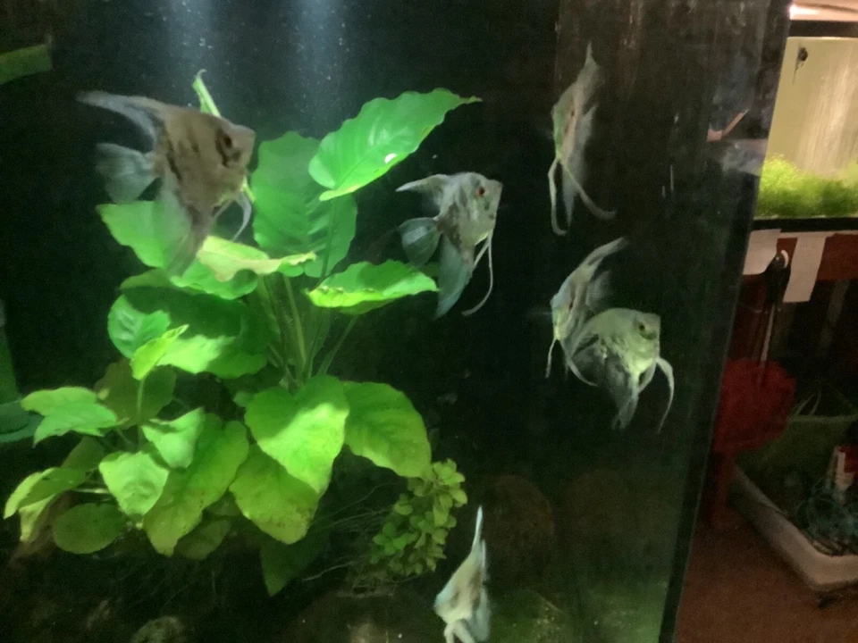 2 Blue Ghost Angelfish Nickel To quarter size. - Image 2 of 3