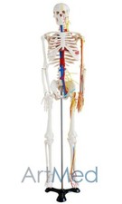 85cm Skeleton With Nerves and Blood Vessels Educational Anatomical Model| ARTMED