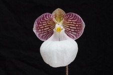 Paphiopedilum micranthum v. eburneum orchid plant , NFS