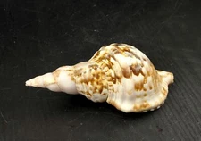 Caribbean Triton Seashell Charonia Tritonis (1 shell approx. 5+ inches) B GRADE