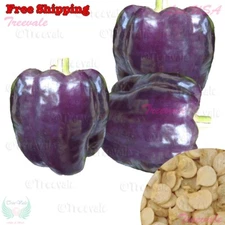 Purple Bell Pepper Seeds | Purple Beauty, Purple Sweet Bell Pepper Seeds