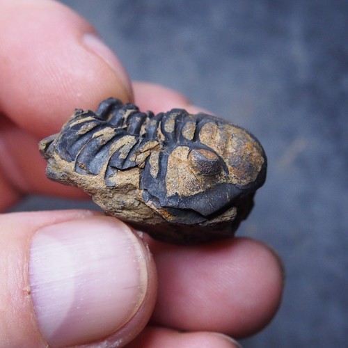 36mm Bolivian Trilobite Pennaia verneuili Devonian Fossil Dino 14 - Picture 10 of 16