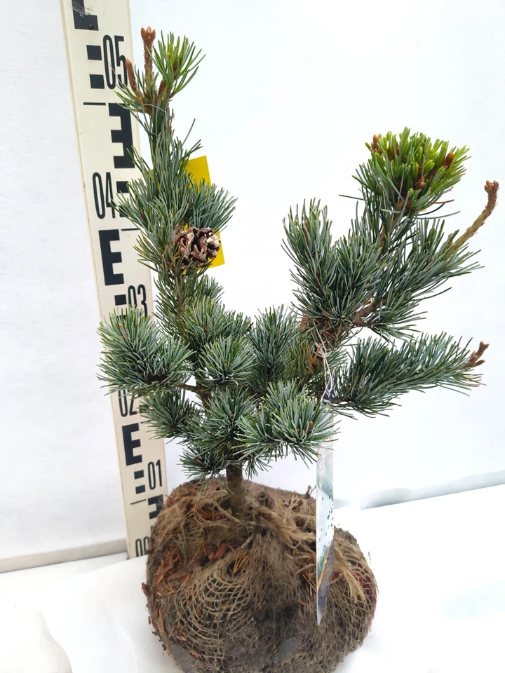 Pinus parviflora Negishi 40–60 cm Mädchenkiefer Wurzelballen Bonsai winterhart - Bild 3 von 3