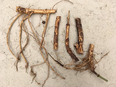 Start Next Year's Crop Today.  20 Organic Cascade Hop Rhizomes $110.