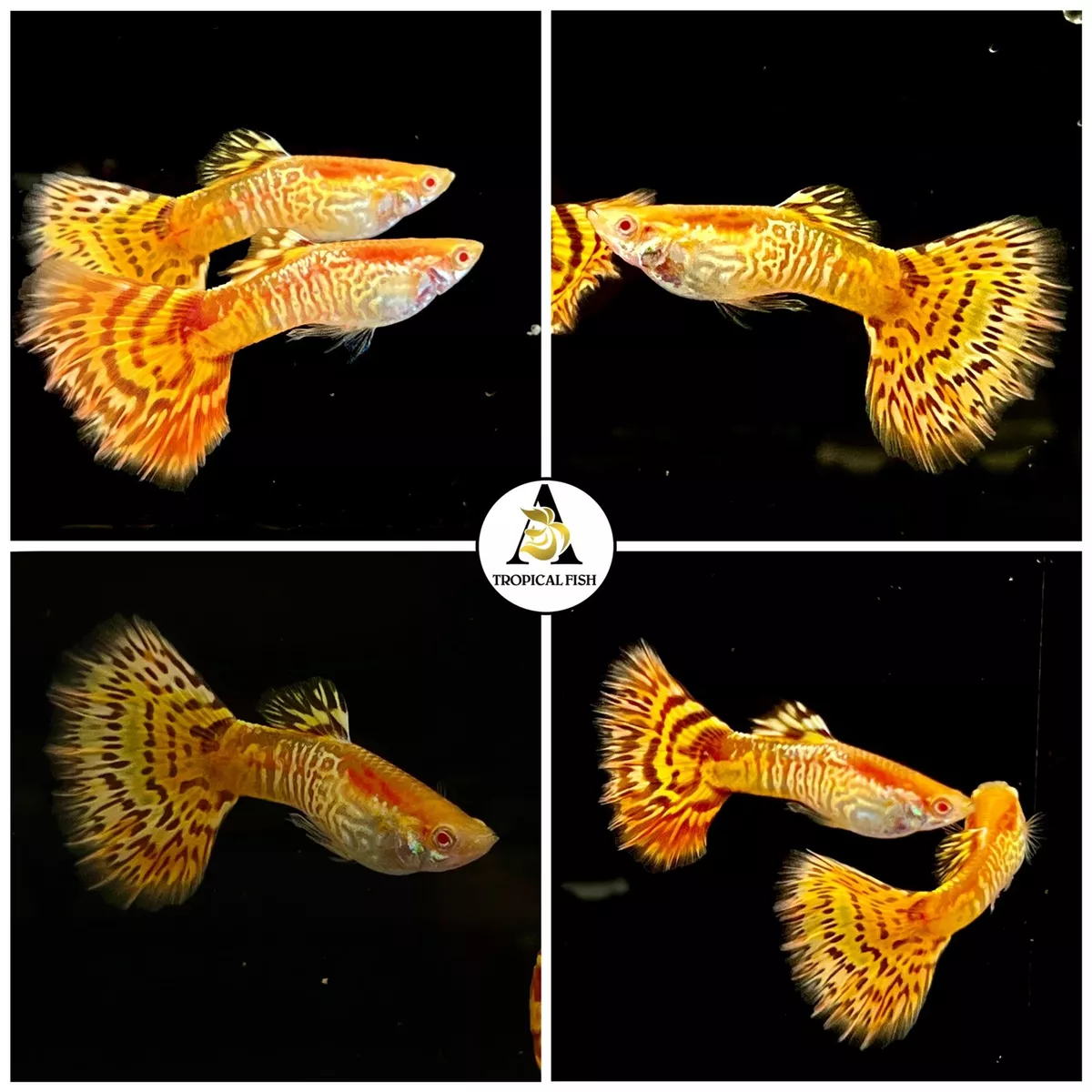 1X Male &#9734; Albino Yellow King Cobra - High Quality Guppy Live Fish ...
