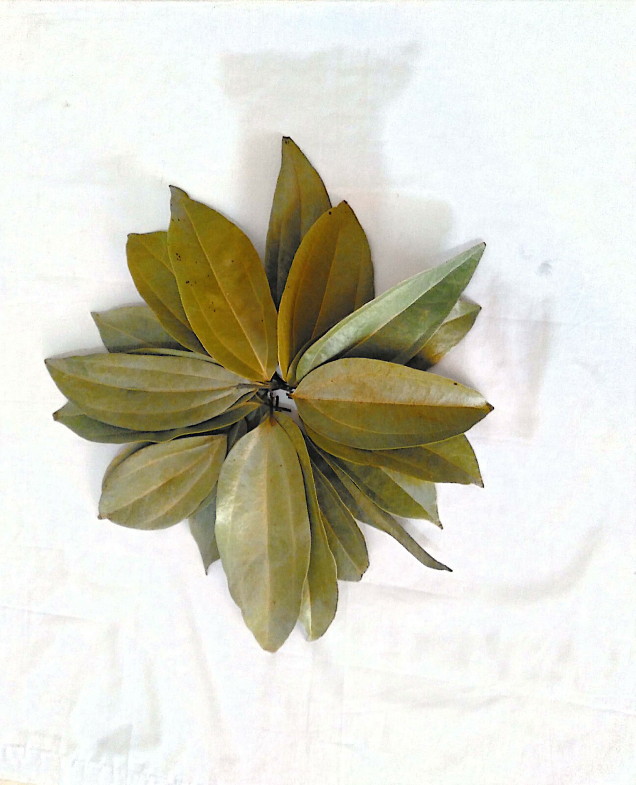 Ceylon Cinnamon sun dried leaves,Tej patta,Indian bay leaves,Organic Natural Her