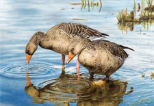 Graylag Geese by Esther van Hulsen Bird Wildlife Nature Fine Art Print 13x19