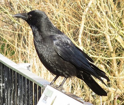 Foto 6x4 Aas Krähe (Corvus corone) Edinburgh Normalerweise Aas Krähen a c2017