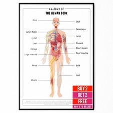 HUMAN ANATOMY EDUCATIONAL POSTER HUMAN BODY ANATOMY STUDENT MEDICAL A5 A4 A3