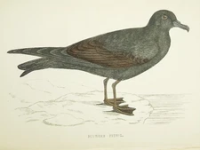 Bulwer's Petrel Bird Print - Antique Hand Coloured Print - Rev. Morris