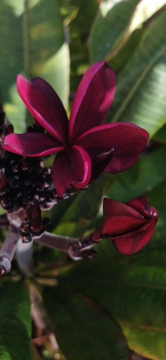 1 Burgundy Red Plumeria Plant From Seeds In 8 Oz Pot | eBay