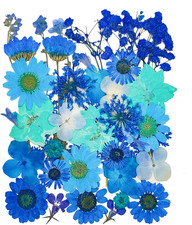 14 Types 37Pcs Blue Dried Pressed Flowers for Resin Molds Real Natural Pressed