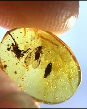 Burmite Fossil Cretaceous amber rare insect wormhole Burmese amber Myanmar